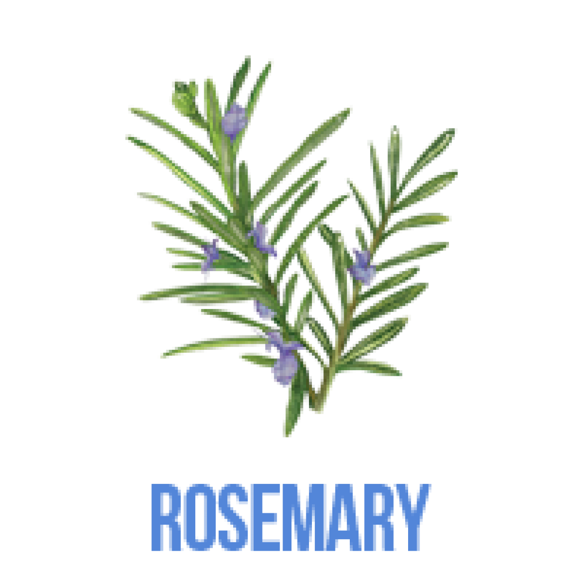 flavor-icons_rosemary.png