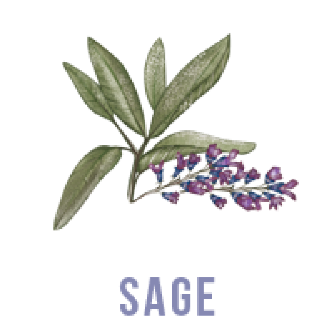 flavor-icons_sage.png