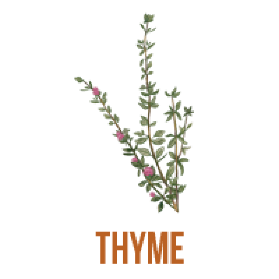 flavor-icons_thyme.png